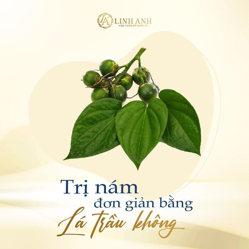 cách trị nám bằng lá trầu không cách làm lá trầu trị nám - Viện thẩm mỹ quốc tế Linh Anh