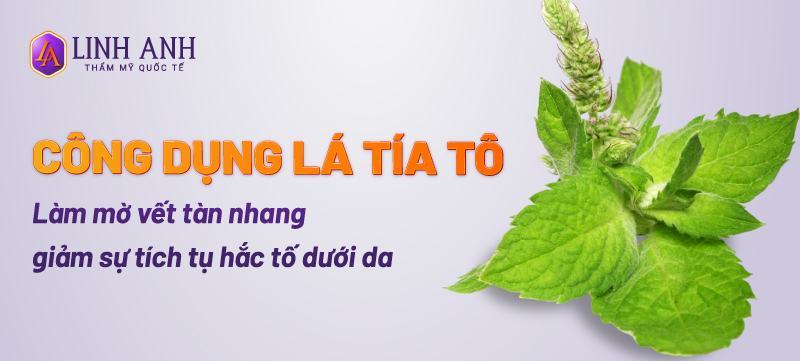 cách trị tàn nhang bằng lá tía tô cách trị tàn nhang bằng lá tía tô đơn giản