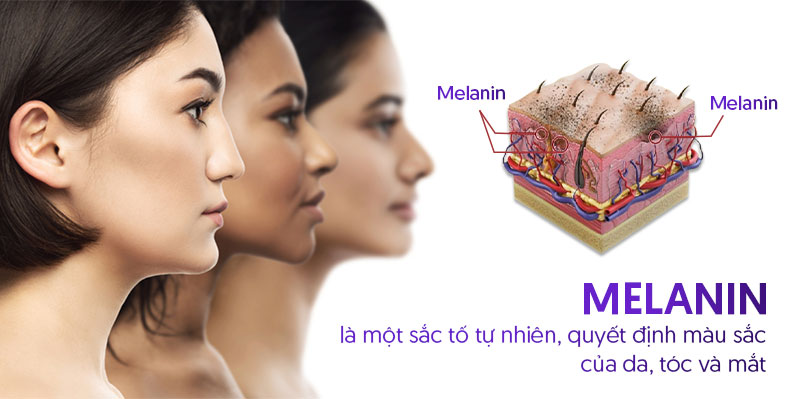Sắc tố melanin là gì