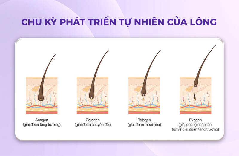 Bao lâu thì lông sẽ rụng sau khi triệt Bao lâu thì lông sẽ rụng sau khi triệt