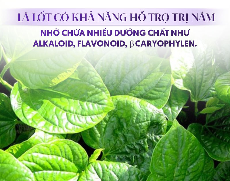 lá lốt giúp ngừa nám tàn nhang
