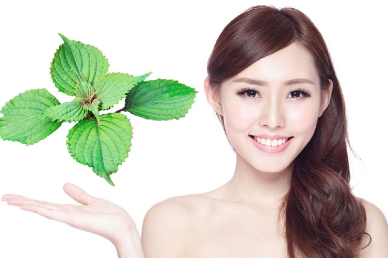 mặt nạ trắng da bằng lá tía tô mặt nạ trắng da bằng lá tía tô