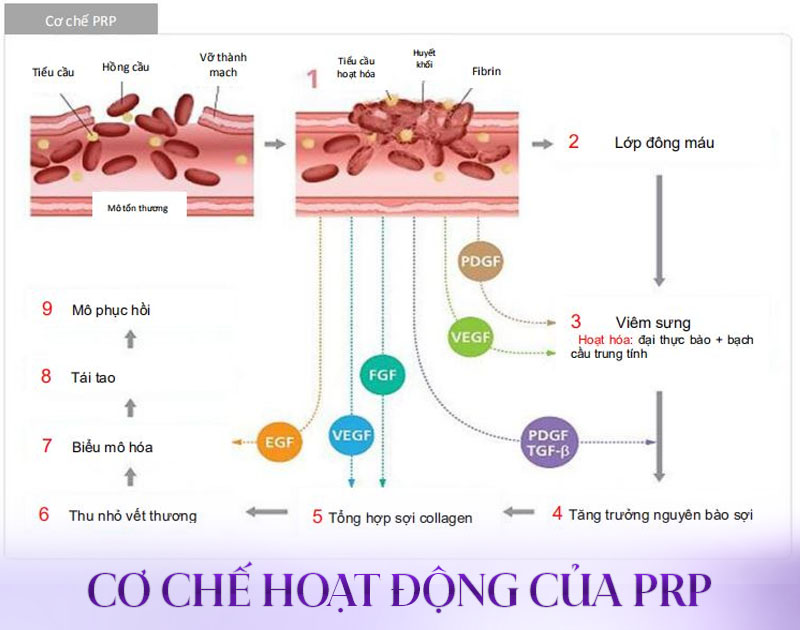 công nghệ prp