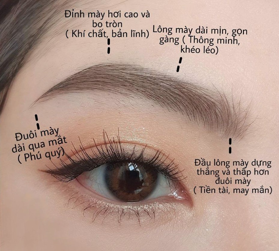 Đặc điểm của dáng lông mày phát tài