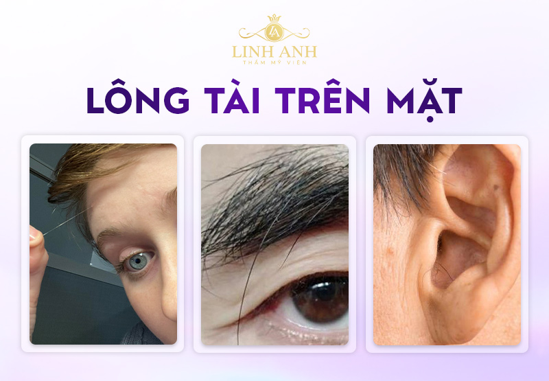 ý nghĩa tướng số người sỡ hữu lông tài ý nghĩa tướng số người sỡ hữu lông tài