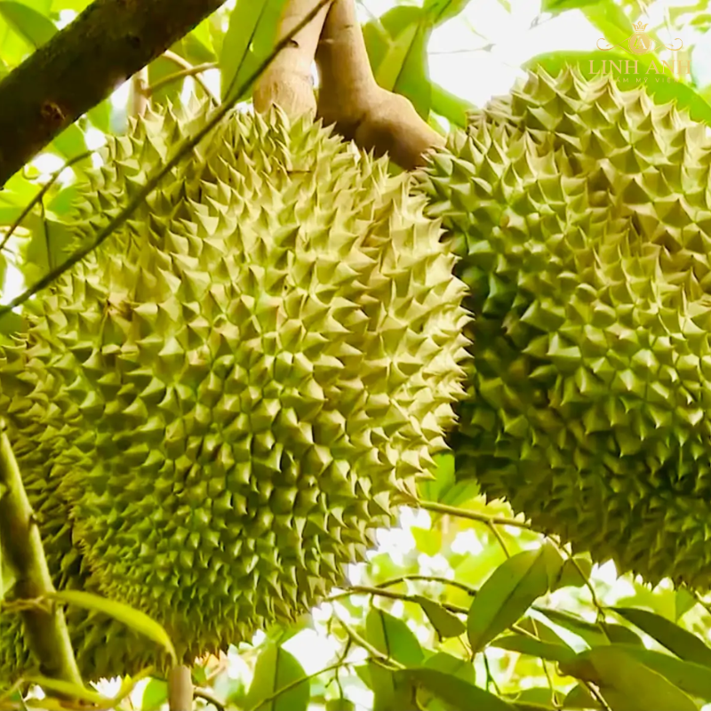 Sau phun môi ăn sầu riêng được không