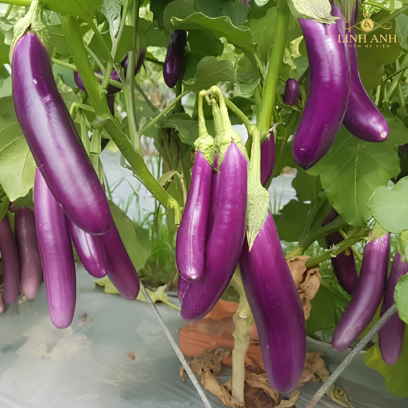 Ăn cà tím và thực phẩm tốt cho môi xăm