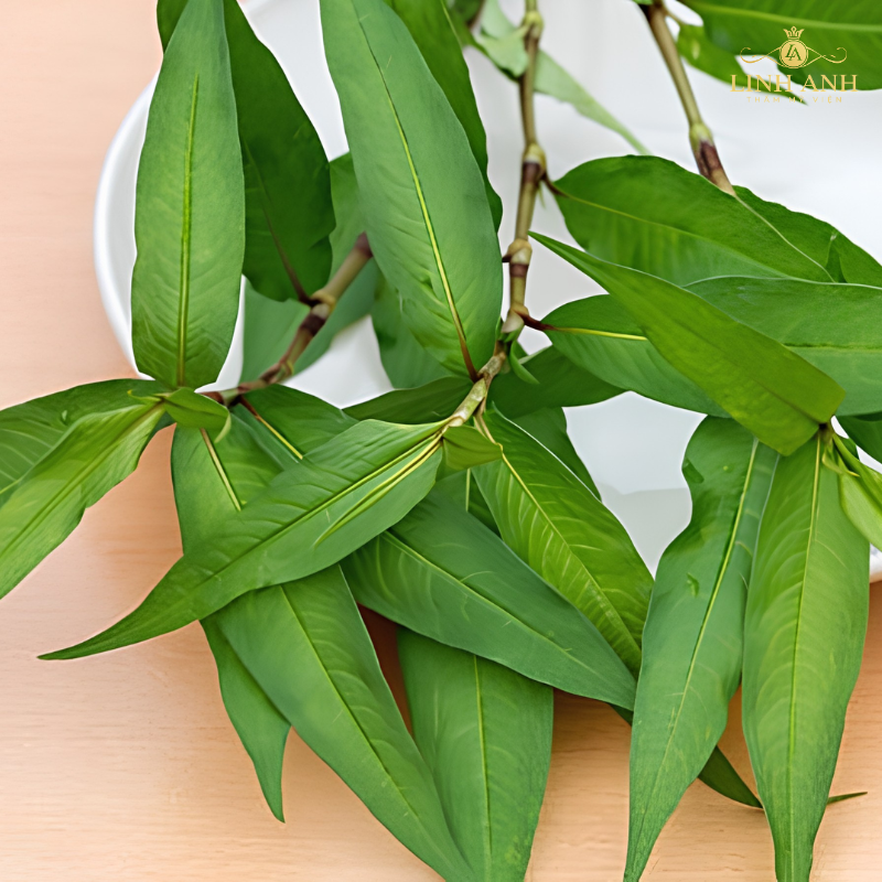 Rau răm gây kích ứng vết thương môi phun