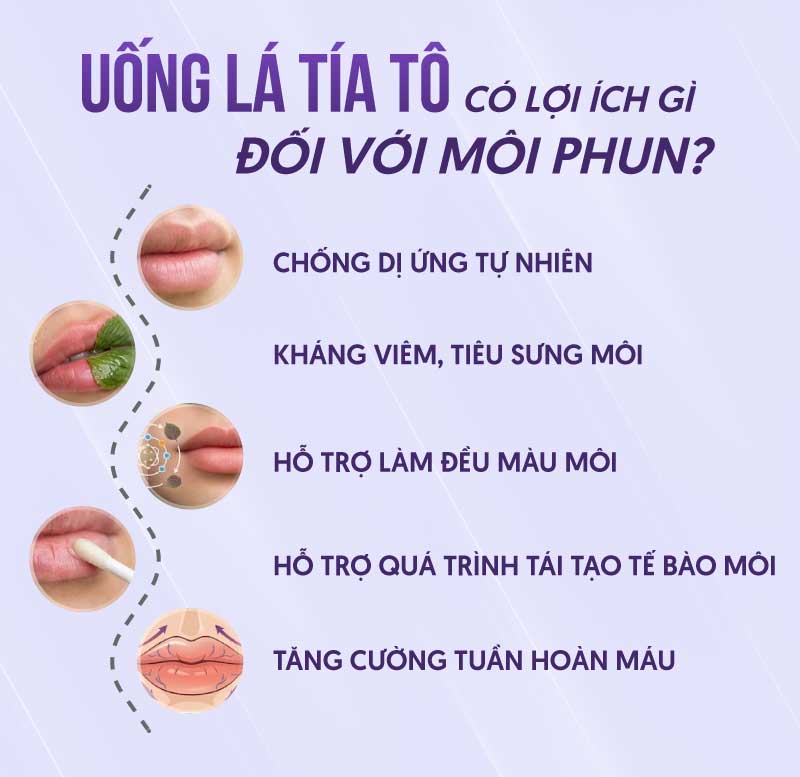 Lợi ích của uống nước tía tô với môi