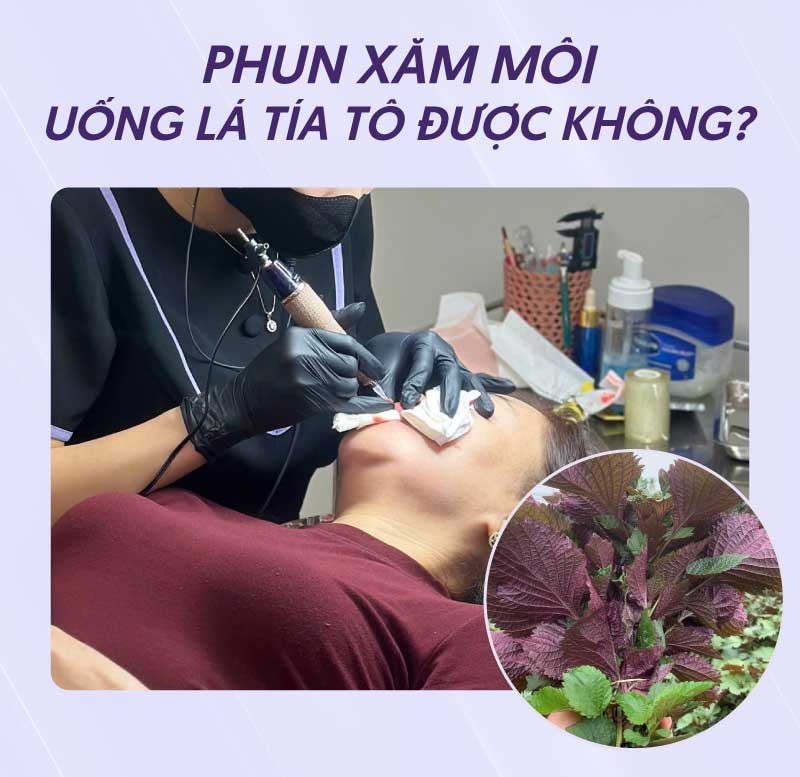 Hạn chế uống lá tía tô sau phun môi